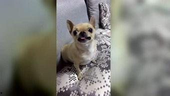 搞笑吉娃娃